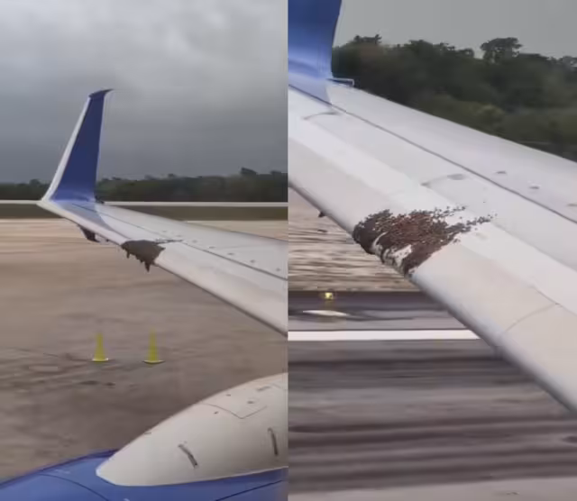 En el video se aprecia como los insectos vuelan uno por uno durante el despegue del avión