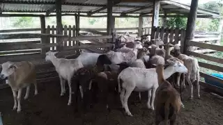 Los animales serán devueltos a sus dueños una vez terminen las averiguaciones