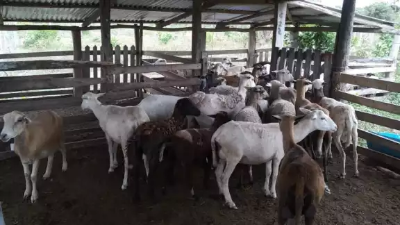 Los animales serán devueltos a sus dueños una vez terminen las averiguaciones Los animales serán devueltos a sus dueños una vez terminen las averiguaciones