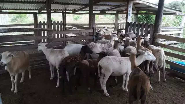 Los animales serán devueltos a sus dueños una vez terminen las averiguaciones