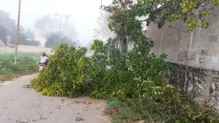 Protección Civil acudió a retirarla después de las 8 de la mañana de este lunes