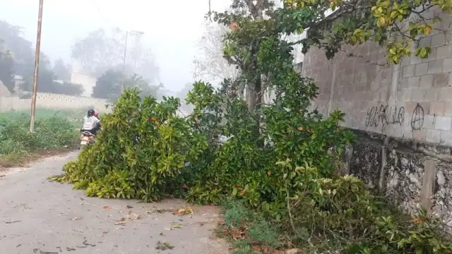 Protección Civil acudió a retirarla después de las 8 de la mañana de este lunes