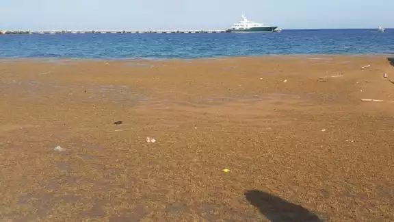 La capa de sargazo cubrió parte de la costa en la Rada de Cozumel, por lo que tuvo que ser retirada por persona de la Zofemat en la isla