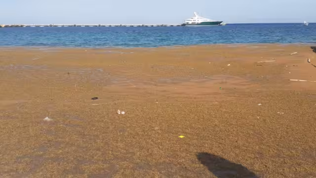 La capa de sargazo cubrió parte de la costa en la Rada de Cozumel, por lo que tuvo que ser retirada por persona de la Zofemat en la isla
