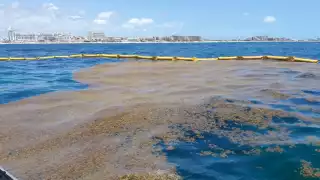 La macroalga arribó  antes de lo previsto a las costas.