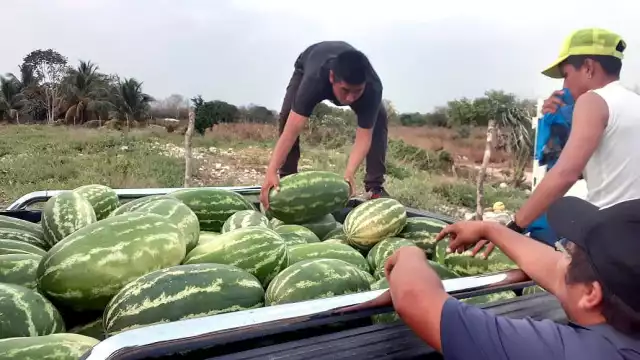 Esperan producir unas 50 toneladas de sandía