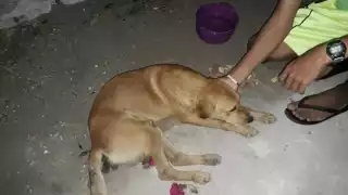 El perro dejado por sus dueños en el basurero de El Cuyo, fue rescatado y trasladado al vecino Estado de Quintana Roo