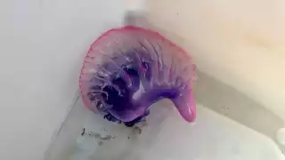 Hallan peligroso organismo al norte de la isla de Cozumel