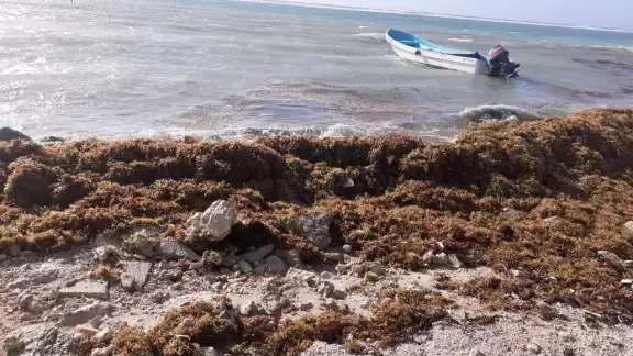 Las playas de Yucatán se han comenzado a llenar de sargazo Las playas de Yucatán se han comenzado a llenar de sargazo