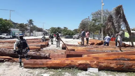 Activistas piden que se investigue la procedencia de la madera Activistas piden que se investigue la procedencia de la madera