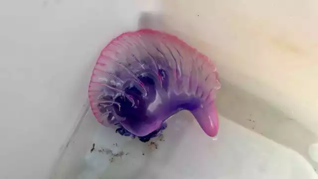 Es conocida como carabela portuguesa y falsa medusa