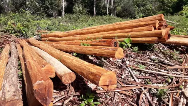 Desde hace más de 20 años el ejido de Xpichil no ha podido explotar sus recursos forestales; los tiene castigados el Gobierno