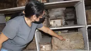 Yucateca lleva 23 años dedicando su vida a la crianza y rescate de la abeja melipona