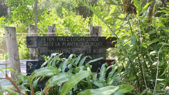 Durante el recorrido se puede observar un sinfín de aves que anidan en este lugar como pelicanos, gaviotas, pájaros carpinteros, así como mamíferos propios de la región