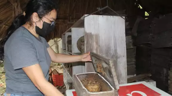 En el meliponario en Tizimín cuenta con abejas meliponas y tienen actualmente 15 jóvenes En el meliponario en Tizimín cuenta con abejas meliponas y tienen actualmente 15 jóvenes