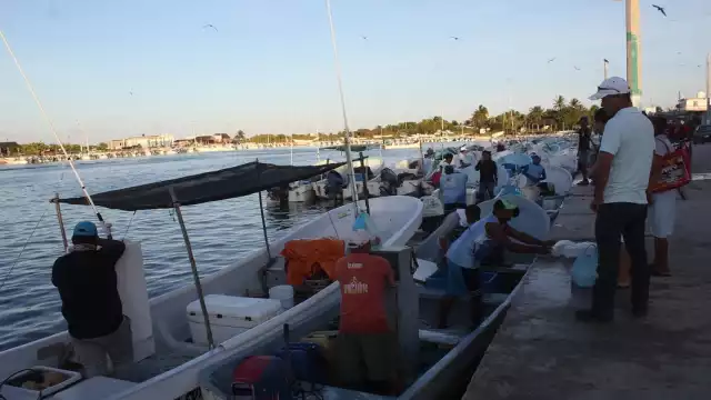 La mayoría de los ejemplares que se capturaban no tenían el tamaño reglamentario