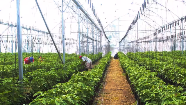 Según un agricultor de Tizimín, la variedad se puede sembrar todo el año, pero con cuidados