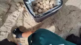 Reportan robo de huevos de tortuga marina en Progreso; Policía Ecológica vigilará la zona