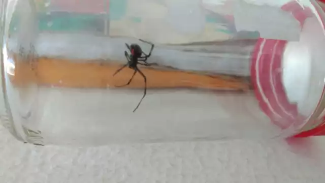 Esta especie de arácnido es conocido como Latrodectus mactans.