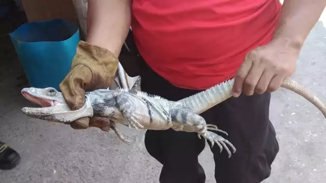 Foto: Wilberth Casanova