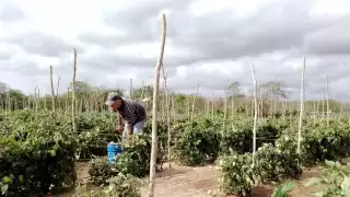 Animales se alimentan en las parcelas de campesinos de Yucatán y dejan graves pérdidas  