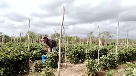 La sequía afecta zonas de alimentación de aves y pequeños mamíferos, y por ello atacan milpas La sequía afecta zonas de alimentación de aves y pequeños mamíferos, y por ello atacan milpas