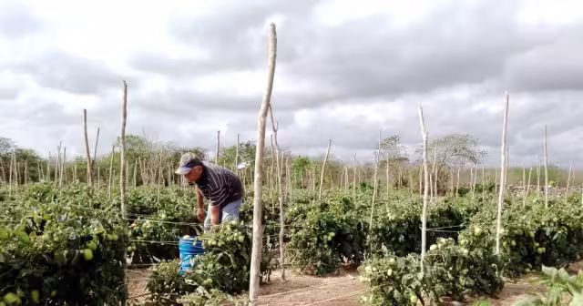 La sequía afecta zonas de alimentación de aves y pequeños mamíferos, y por ello atacan milpas