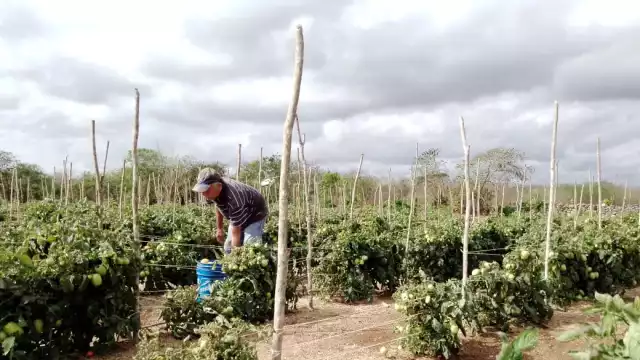 La sequía afecta zonas de alimentación de aves y pequeños mamíferos, y por ello atacan milpas