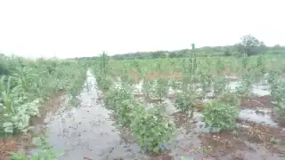 Por lluvias, hectáreas de cultivos en Hopelchén se mantienen bajo el agua 