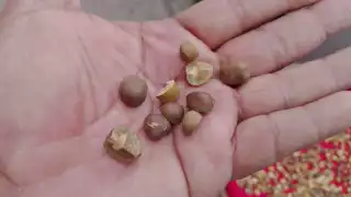 ¿Milagro o superstición?: Venta de frijoles saltarines   divide opiniones en Valladolid; aseguran alivia males crónicos