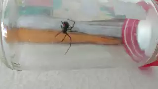 Esta especie de arácnido es conocido como Latrodectus mactans.