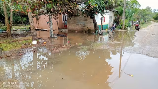 Se pudrirán cerca de 4 hectáreas de tomate y se prevé que continúen las precipitaciones pluviales