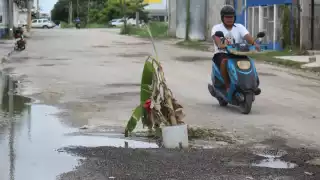 Colocan planta de plátano como señal por baches ignorados en Los Manguitos, Champotón