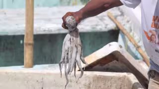 Pescadores de Champotón denuncian a buzos por captura ilegal de más de 60 kilos de pulpo