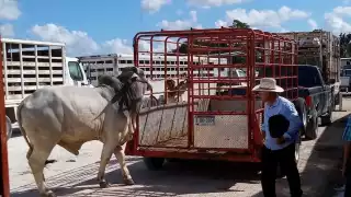 El mes de diciembre del 202 fue que más derrama económica dejó a los productores de ganado en Campeche, con más de 22 mil reses vendidas