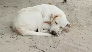 Sordo se hizo viral en Yucatán, recibiendo apoyo de más personas brindándole alimento