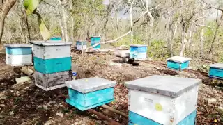 Algunos apicultores señalan al programa "Peso a Peso" como su única esperanza económica