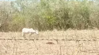 Los ganaderos se las han tenido que ingeniar para poder criar a sus animales