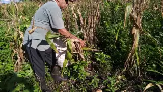 Algunos campesino optan por recoger lo que dejan las aves