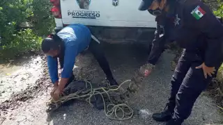¿Qué hacer si ves a un cocodrilo en las calles de Progreso?