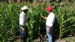 Sobre los alimentos que se producen en el territorio, destaca el maíz, frijol, arroz, chile verde, chihua, limón, caña de azúcar, mango y naranja, entre otras variedades de frutas