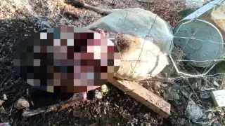 Temor en Tekax por extraño ataque a borrego; podría ser 'el chupacabras', dicen