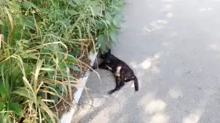 Las especies endémicas de la región salen de los montes para buscar agua y alimentos