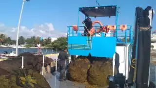 Más de 300 elementos navales apoyan en la recolección del sargazo en las diferentes playas afectadas de siete municipios