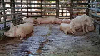 Granjas de consumo no afectan en Ciudad del Carmen