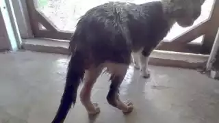 Ramoncito retornó a casa con varias heridas en el abdomen y sus patas traseras