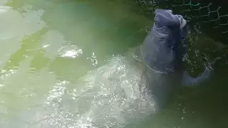 Daniel el manatí rescatado hace 18 años en Laguna Guerrero en Chetumal