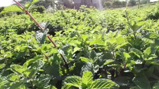 A un mes de ser plantada la hortaliza puede empezar a cosecharse, comentan los campesinos