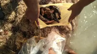 El Cinvestav trabaja en la reproducción de la especie