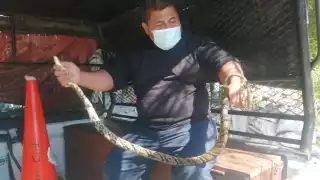 En Yucatán, 102 personas sufrieron mordeduras de serpientes